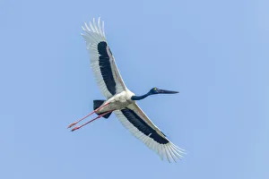 Nature wildlife/christian paoli wildlife photography/black necked stork ephippiorhynchus asiaticus Nature wildlife/christian paoli wildlife photography/black necked stork ephippiorhynchus asiaticus