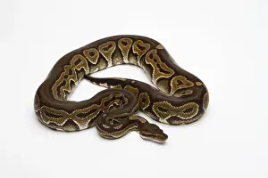 Black Pastel Ball Python Print