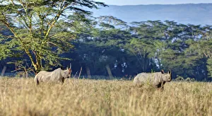 Black rhinoceros -Diceros bicornis-, Lake Nakuru National Park, Kenya, East Africa Black rhinoceros -Diceros bicornis-, Lake Nakuru National Park, Kenya, East Africa