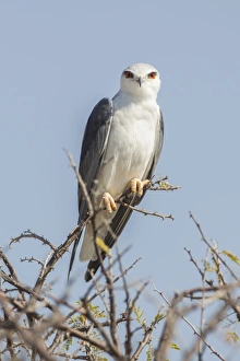 Collections/imagebroker collection herbert kratky photography/black shouldered kite elanus caeruleus Collections/imagebroker collection herbert kratky photography/black shouldered kite elanus caeruleus