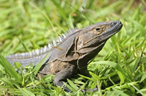Black spiny-tailed iguana, Ctenosaura similis. Brown coloration is from mud after recent Black spiny-tailed iguana, Ctenosaura similis. Brown coloration is from mud after recent