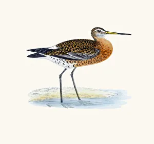 Black-tailed godwit bird 19 century illustration Black-tailed godwit bird 19 century illustration
