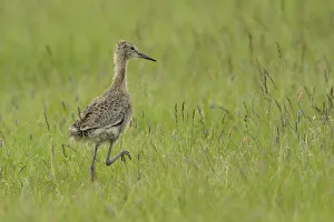 Black-tailed Godwit -Limosa limosa-, nestling on the meadow, Buren, Ameland Black-tailed Godwit -Limosa limosa-, nestling on the meadow, Buren, Ameland