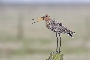 Black-tailed Godwit -Limosa limosa- standing on a wooden pole, Texel Black-tailed Godwit -Limosa limosa- standing on a wooden pole, Texel