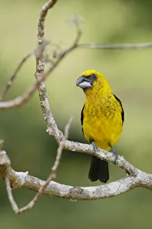 Black-thighed Grosbeak (Pheucticus tibialis) Black-thighed Grosbeak (Pheucticus tibialis)