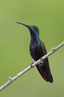 Black-throated Mango (Anthracothorax nigricollis) Black-throated Mango (Anthracothorax nigricollis)