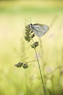Black-veined White butterfly -Aporia crataegi- on Cock's-foot or Orchard Grass -Dactylis glomerata-, Thuringia Black-veined White butterfly -Aporia crataegi- on Cock's-foot or Orchard Grass -Dactylis glomerata-, Thuringia