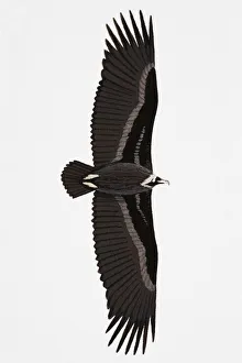 Black Vulture (Aegypius monachus), also known as Eurasian Vulture, Monk Vulture Black Vulture (Aegypius monachus), also known as Eurasian Vulture, Monk Vulture
