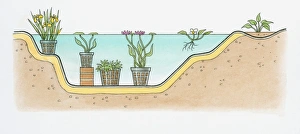 Black and white cross section illustration of showing positioning of aquatic plants in Black and white cross section illustration of showing positioning of aquatic plants in