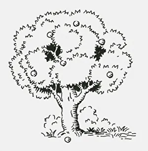 Black and white digital illustration of apples on tree and ground Black and white digital illustration of apples on tree and ground