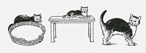 Black and white digital illustration of three cats lying down near pet bed Black and white digital illustration of three cats lying down near pet bed