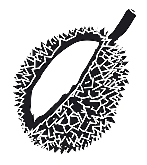 Black and white digital illustration of Durian showing aril and thorn-covered husk Black and white digital illustration of Durian showing aril and thorn-covered husk