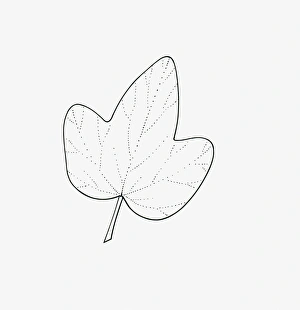 Black and white illustration of 3-lobed Hedera (Ivy) leaf Black and white illustration of 3-lobed Hedera (Ivy) leaf
