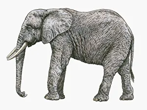 Black and white illustration of African Elephant (Loxodonta africana) Black and white illustration of African Elephant (Loxodonta africana)