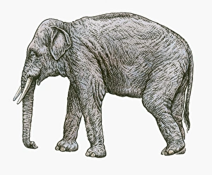 Black and white illustration of Asian Elephant (Elephas colbertis) Black and white illustration of Asian Elephant (Elephas colbertis)