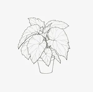 Black and white illustration of a Begonia of the Rex Cultorum group in pot Black and white illustration of a Begonia of the Rex Cultorum group in pot