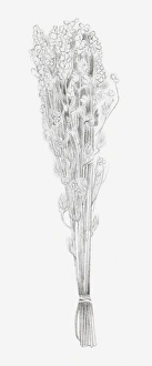 Black and white illustration of a bunch of dried flowers Black and white illustration of a bunch of dried flowers