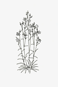 Black and white illustration of a Campanula with upright habit Black and white illustration of a Campanula with upright habit