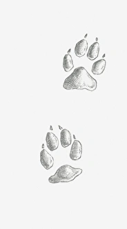 Black and white illustration of two Coyote (Canis latrans) paw prints Black and white illustration of two Coyote (Canis latrans) paw prints