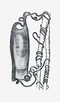 Black and white illustration of dog fish egg case tied to weed by tendrils Black and white illustration of dog fish egg case tied to weed by tendrils