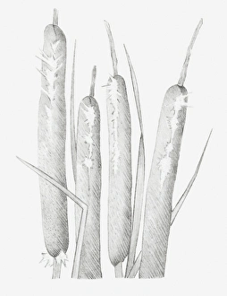 Black and white illustration of dried bulrush heads that have split Black and white illustration of dried bulrush heads that have split