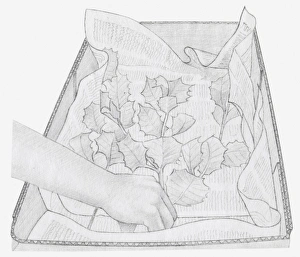 Black and white illustration of dried leaves being placed in box Black and white illustration of dried leaves being placed in box