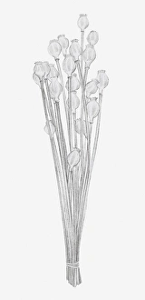 Black and white illustration of dried seed heads of Papaver sp. (Poppy) Black and white illustration of dried seed heads of Papaver sp. (Poppy)