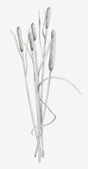 Black and white illustration of dried stems of Typha sp. (Bulrush) Black and white illustration of dried stems of Typha sp. (Bulrush)