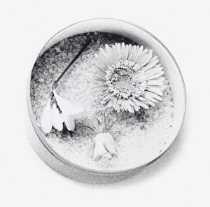 Black and white illustration of flowers dried using silica gel Black and white illustration of flowers dried using silica gel