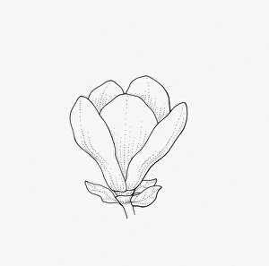 Black and white illustration of goblet-shaped Magnolia flower head Black and white illustration of goblet-shaped Magnolia flower head