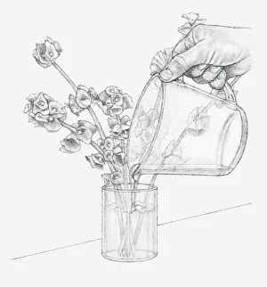 Black and white illustration of hand pouring glycerine and water mixture in vase Black and white illustration of hand pouring glycerine and water mixture in vase
