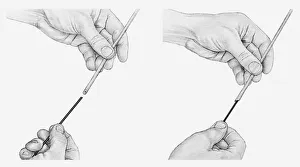 Black and white illustration of hands lengthening a hollow stem Black and white illustration of hands lengthening a hollow stem