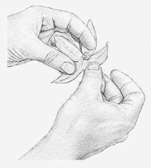 Black and white illustration of hands opening a physalis flower Black and white illustration of hands opening a physalis flower