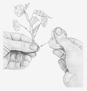 Black and white illustration of hands rubbing away the outer casings of an honesty seed Black and white illustration of hands rubbing away the outer casings of an honesty seed