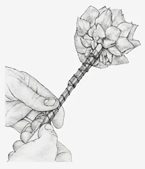 Black and white illustration of hands wiring a dried globe artichoke Black and white illustration of hands wiring a dried globe artichoke