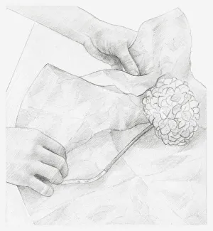 Black and white illustration of hands wrapping dried hydrangea flower in tissue paper Black and white illustration of hands wrapping dried hydrangea flower in tissue paper