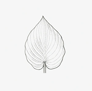 Black and white illustration of heart-shaped Hosta leaf Black and white illustration of heart-shaped Hosta leaf
