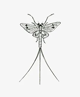 Collections/dorling kindersley prints/black white illustration mayfly Collections/dorling kindersley prints/black white illustration mayfly