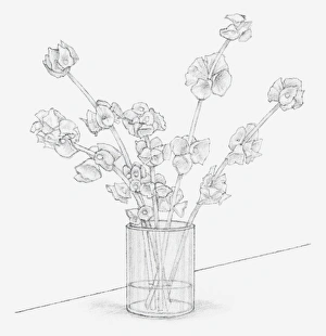 Black and white illustration of Moluccella stems in a vase containing glycerine Black and white illustration of Moluccella stems in a vase containing glycerine