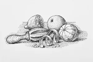 Black and white illustration of old fashioned juicer with oranges, peel, pips Black and white illustration of old fashioned juicer with oranges, peel, pips