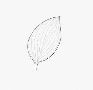 Black and white illustration of ovate form Hosta leaf Black and white illustration of ovate form Hosta leaf