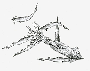 Black and white illustration of a pack of dogfish sharks hunting a squid Black and white illustration of a pack of dogfish sharks hunting a squid