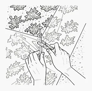 Black and white illustration of pegging polythene barrier to protect young carrots Black and white illustration of pegging polythene barrier to protect young carrots
