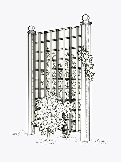 Black and white illustration of plants growing on both sides of trellis fence panel used Black and white illustration of plants growing on both sides of trellis fence panel used
