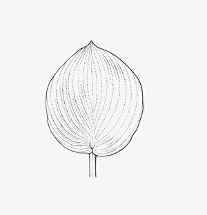 Black and white illustration of rounded form Hosta leaf Black and white illustration of rounded form Hosta leaf