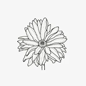 Black and white illustration of semi double Chrysanthemum flower head Black and white illustration of semi double Chrysanthemum flower head