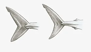 Black and white illustration of two shark tail fins, single-keeled tail of Mako shark (Isurus sp) Black and white illustration of two shark tail fins, single-keeled tail of Mako shark (Isurus sp)