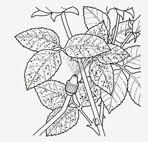 Black and white illustration showing how to spray pest control liquid from nozzle on rose Black and white illustration showing how to spray pest control liquid from nozzle on rose