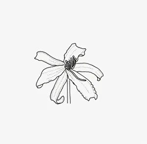 Black and White Illustration of spider-like Hemerocallis flower head Black and White Illustration of spider-like Hemerocallis flower head