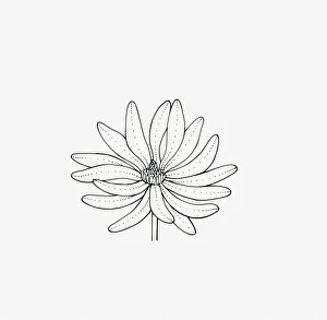 Black and white illustration of star-shaped Magnolia flower head Black and white illustration of star-shaped Magnolia flower head